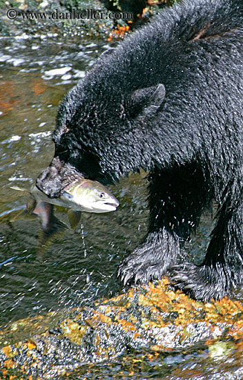 black-bear-catching-salmon-6.jpg