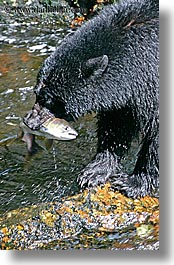 images/UnitedStates/Alaska/BlackBears/black-bear-catching-salmon-6.jpg