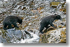 images/UnitedStates/Alaska/BlackBears/black-bear-cubs-1.jpg