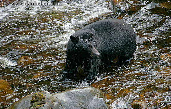 black-bear-in-water-1.jpg