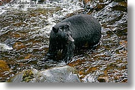 images/UnitedStates/Alaska/BlackBears/black-bear-in-water-1.jpg