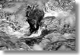images/UnitedStates/Alaska/BlackBears/black-bear-in-water-3-bw.jpg