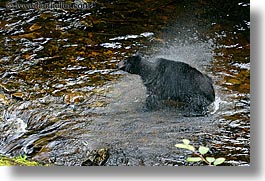 images/UnitedStates/Alaska/BlackBears/black-bear-spin-dry-2.jpg