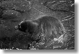 images/UnitedStates/Alaska/BlackBears/black-bear-spin-dry-3-bw.jpg