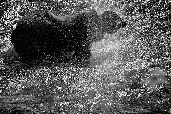 black-bear-spin-dry-4-bw.jpg