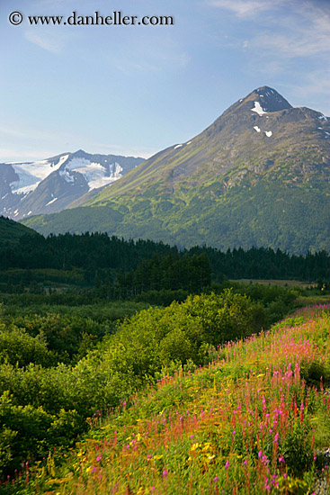 fireweed-1.jpg