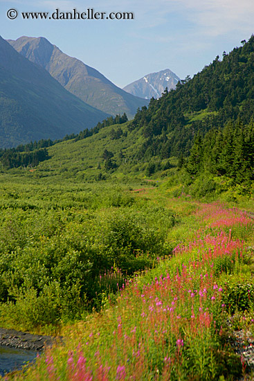 fireweed-2.jpg