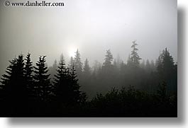 images/UnitedStates/Alaska/Fog/fog-n-trees.jpg