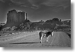 images/UnitedStates/Arizona/MonumentValley/monument-valley-mule-0001.jpg