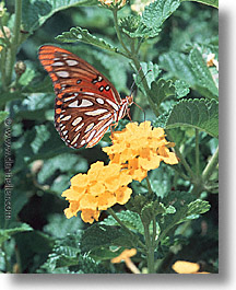 images/UnitedStates/Arizona/Tucson/Butterflies/brushfooted-bfly.jpg
