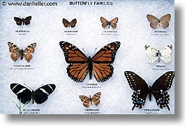 images/UnitedStates/Arizona/Tucson/Butterflies/butterfly-chart.jpg