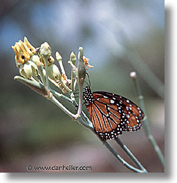 images/UnitedStates/Arizona/Tucson/Butterflies/milkweed-bfly.jpg