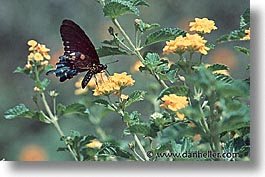 images/UnitedStates/Arizona/Tucson/Butterflies/swallowtail-bfly-0001.jpg
