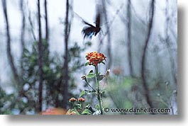 images/UnitedStates/Arizona/Tucson/Butterflies/swallowtail-bfly-0002.jpg