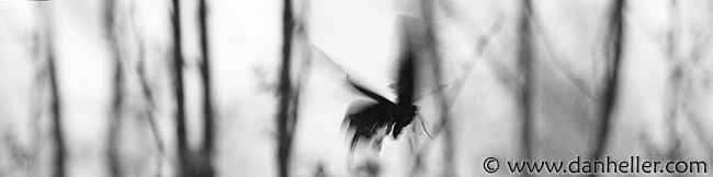 swallowtail-flight-bw.jpg