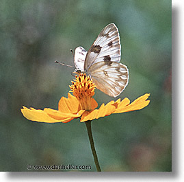images/UnitedStates/Arizona/Tucson/Butterflies/white-butterfly.jpg