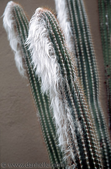 fuzzy-cactus-2.jpg