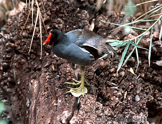 moorhen.jpg