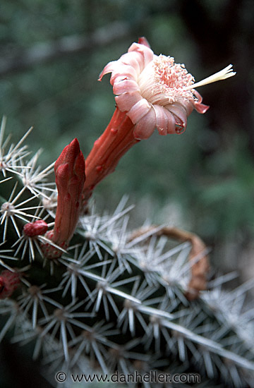 pink-flower.jpg