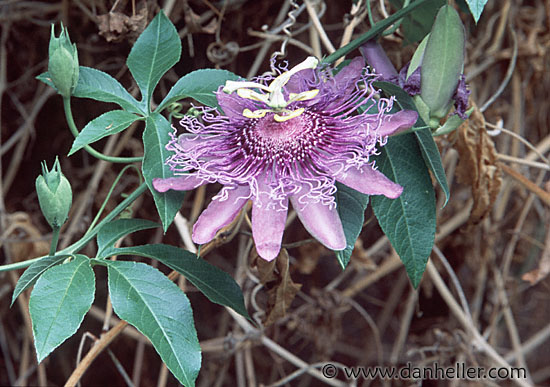 purple-flower.jpg