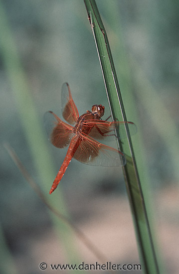 dragonfly.jpg