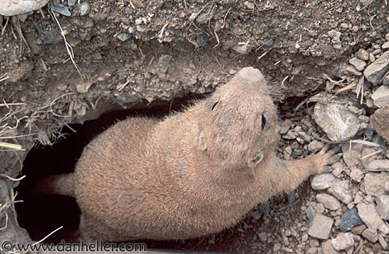 prairie_dog-at-home.jpg