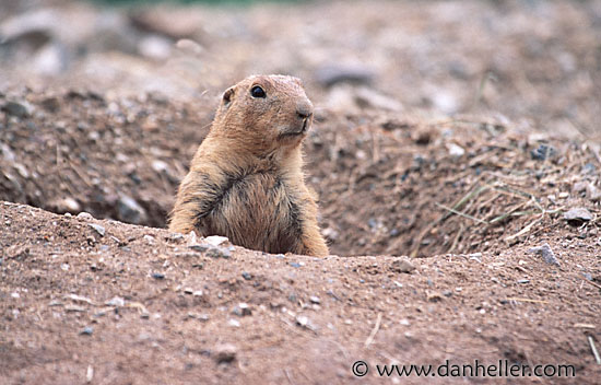 prairie_dog-hole.jpg