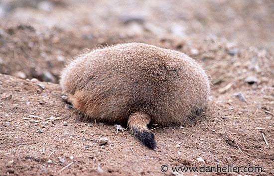 prairie_dog-wide-load.jpg