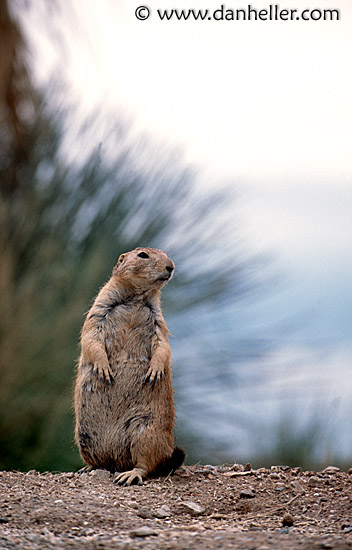 standing-prairie_dog.jpg