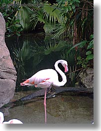 images/UnitedStates/Florida/Orlando/Disney/AnimalKingdom/flamingo-1.jpg