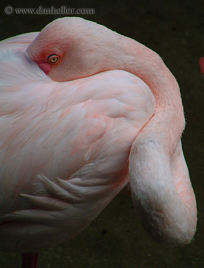 flamingo-2.jpg