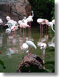 images/UnitedStates/Florida/Orlando/Disney/AnimalKingdom/flamingo-3.jpg