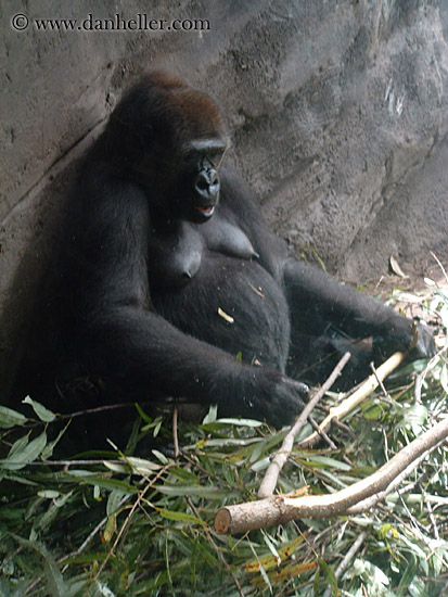 gorilla-2.jpg