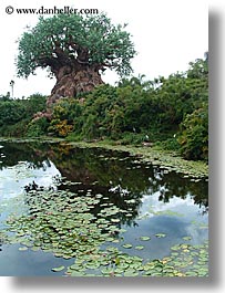images/UnitedStates/Florida/Orlando/Disney/AnimalKingdom/jungle-river-3.jpg