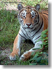 images/UnitedStates/Florida/Orlando/Disney/AnimalKingdom/tiger-1.jpg