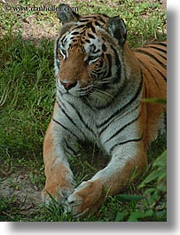 images/UnitedStates/Florida/Orlando/Disney/AnimalKingdom/tiger-2.jpg