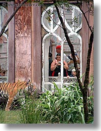 images/UnitedStates/Florida/Orlando/Disney/AnimalKingdom/tiger-viewing-1.jpg