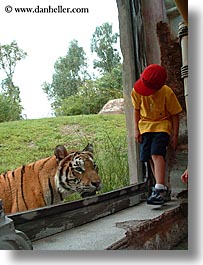 images/UnitedStates/Florida/Orlando/Disney/AnimalKingdom/tiger-viewing-2.jpg