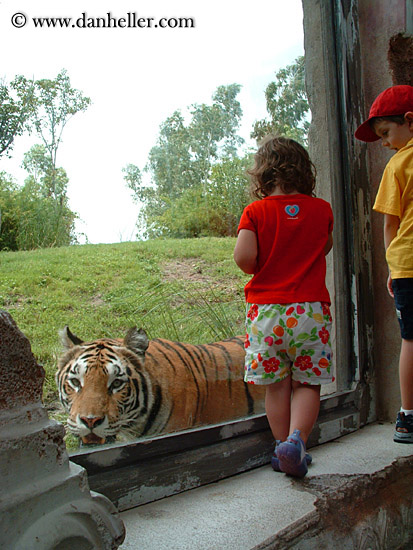 tiger-viewing-3.jpg