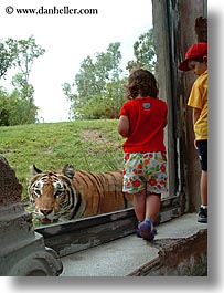 images/UnitedStates/Florida/Orlando/Disney/AnimalKingdom/tiger-viewing-3.jpg
