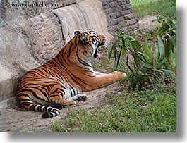 images/UnitedStates/Florida/Orlando/Disney/AnimalKingdom/tiger-yawn-1.jpg
