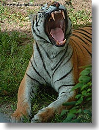 images/UnitedStates/Florida/Orlando/Disney/AnimalKingdom/tiger-yawn-2.jpg