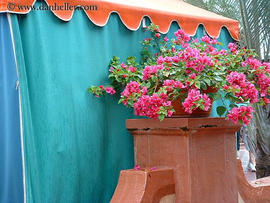 bougainvillea.jpg