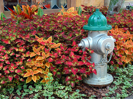 flowery-hydrant.jpg