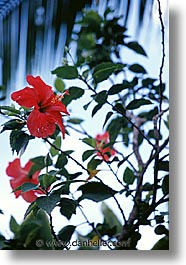 images/UnitedStates/Hawaii/flowers.jpg