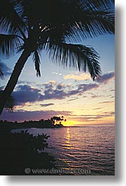images/UnitedStates/Hawaii/palm-sunset04.jpg