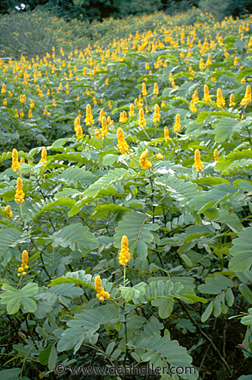 yellow-candle-bush-flowers.jpg