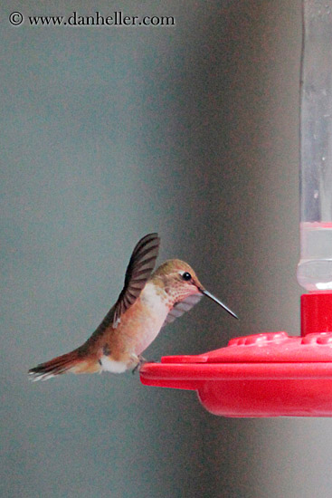 humming-bird-07.jpg