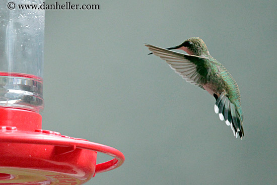 humming-bird-08.jpg