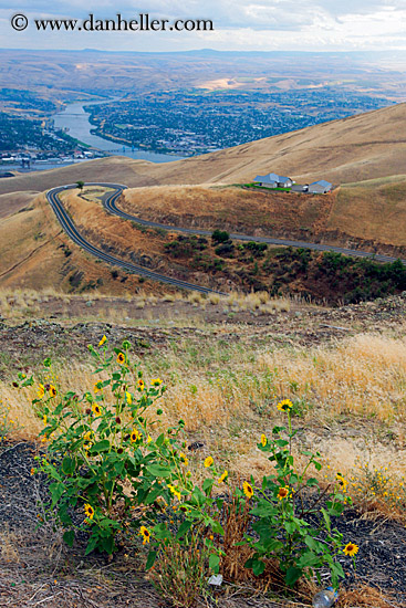 flowers-n-river-landscape.jpg